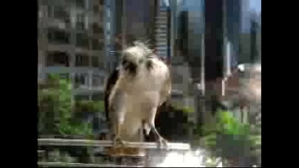 Budweiser - Ловният Сокол Не Прощава
