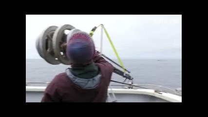 Шоу на Китове Косатки ( Planet Earth )