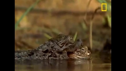 Бебе крокодил усъвършенства ловните си умения...
