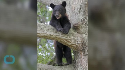 Orphaned Black Bear Cub Rescued by Rafter in Eastern Tennessee