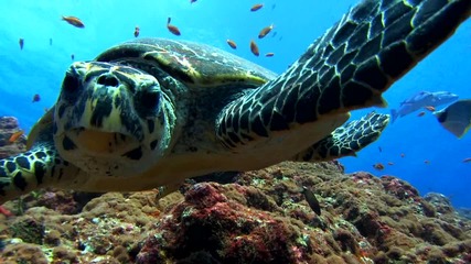 Sea Turtle