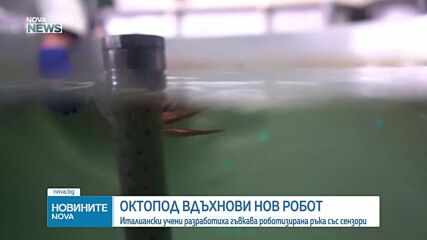 Учени разработиха мека роботизирана ръка, вдъхновена от октопода