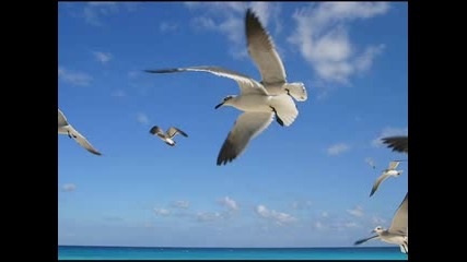 Стефан Воронов - Бели чайки над Мичурин ( Авторски ) 
