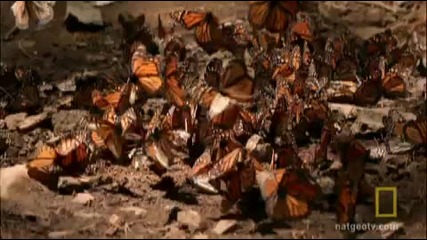 Чифтосване на пеперуди монарх