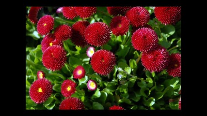 Vivaldi La primavera 