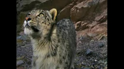 National Geographic - Търсене на снежен леопард