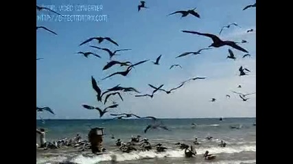 Хитри птици крадат риба