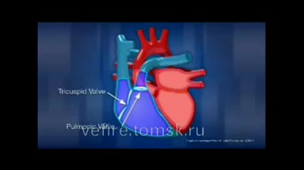 Как работи сърцето на човека