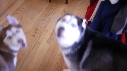 Mishka the Talking Husky's First Tv Commercial!