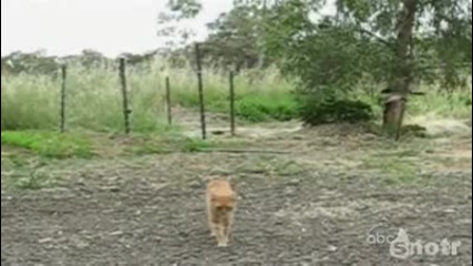 Много Смешни Котки