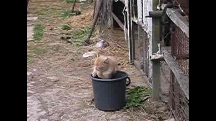хигиенична котка