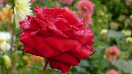 Ernesto Cortazar Just Let Me Say I Love You - Special Flowers For You