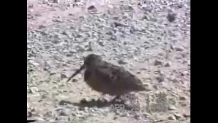 Много смешни животни 