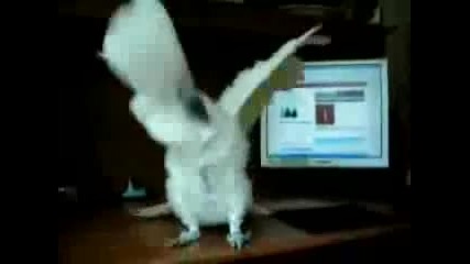 Death Metal Parrot Really funny