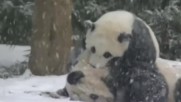 Три панди скоро ще бъдат върнати от САЩ на Китай