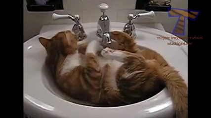 Най-забавните Котки ( Компилация )