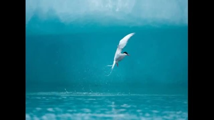 L@z@r - Like A Bird