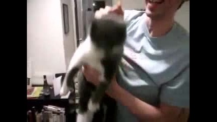 Смешна котка си вдига опашката 