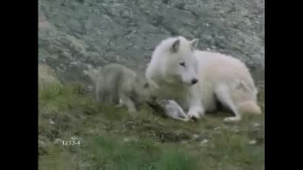 The magic of wolves - la magia dei lupi 