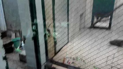 Плъхове тероризират маймуните в Софийския зоопарк