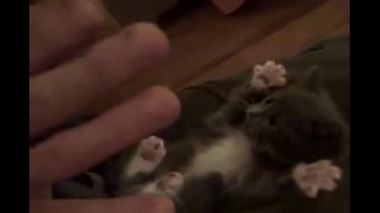 коте сладко