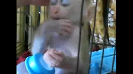 Малка маймунка