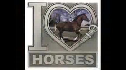 Horses - My Life