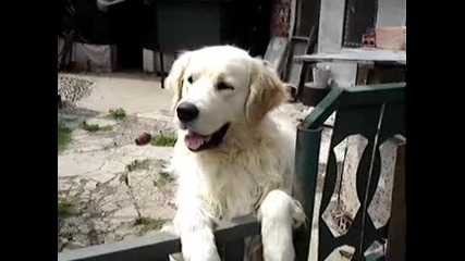 Моето Куче