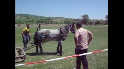 kobila Atina Popinci 01.05.2012