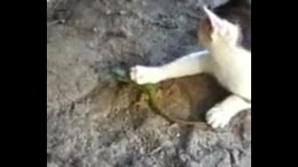 котката иэяде гущер