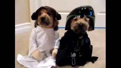 Halloween Pet Costumes