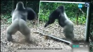 Как реагират маймуните на огледало в джунглата?