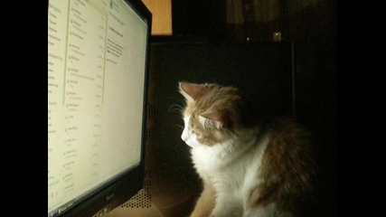 моето коте