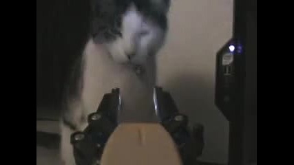 Котето цапардосва много яко играчката! Смях!