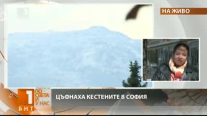 Рекордно ниски температури за днешната дата, цъфнали кестени в София