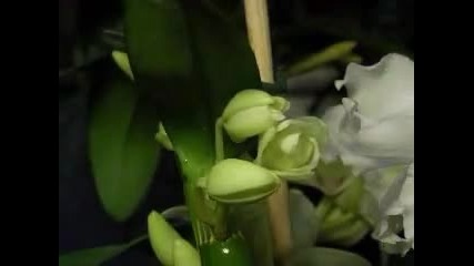 Путешествие во времени. Играет Антон Площанский