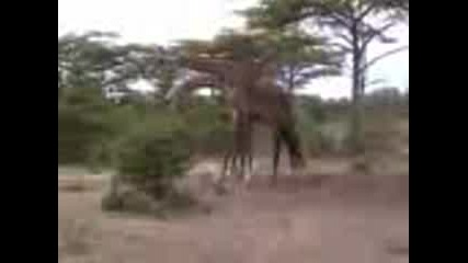 Сблъсък Между Жирафи
