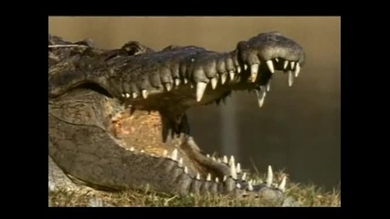 Крокодили Убийци ( Бг Аудио )