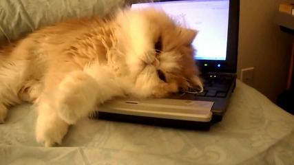 Коте не си дава лаптопа