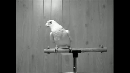 Umek - Fenaton 2011 _ Dancing Parrot Video