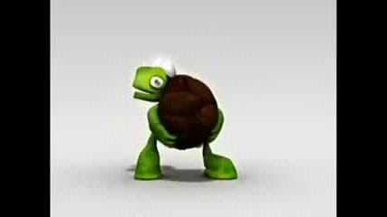 Crazy Turtle