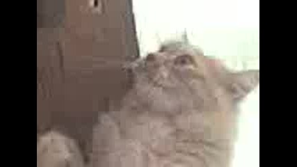 Смях С Мойто Коте
