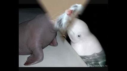 Funny Животни