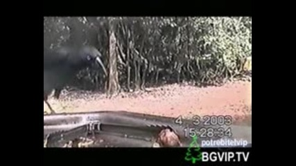 Смях