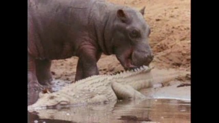 Хармония между Хипопотами и Крокодили !!!