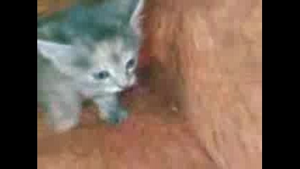 котенцето ми - халскаа `