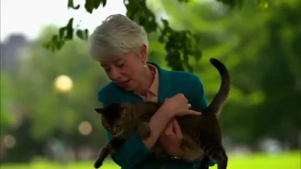 Cat stuck in a tree: Better call, 1-800-fella