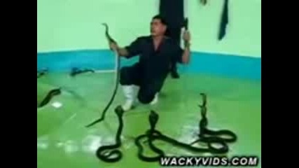 Snake Charmer 