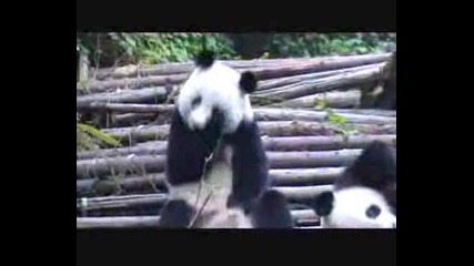 Панда Киха Много Здраво - Смях