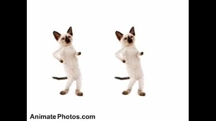Dancing Cats - Go Kitty Go!